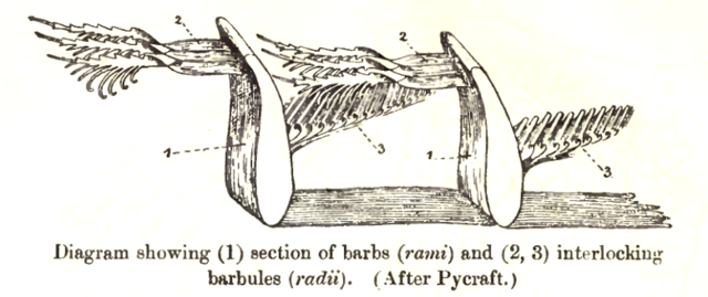 Image:FeatherLocking.png