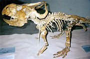 Mounted Protoceratops skeleton, Experimentarium, Copenhagen.