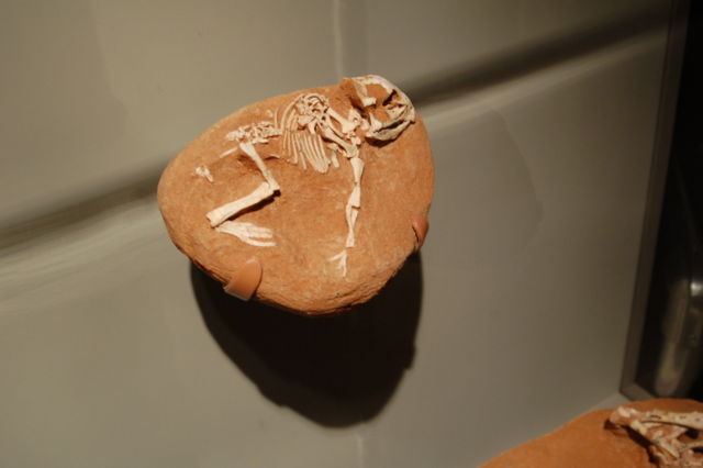 Image:Amnh protoceratops hatchling1.JPG