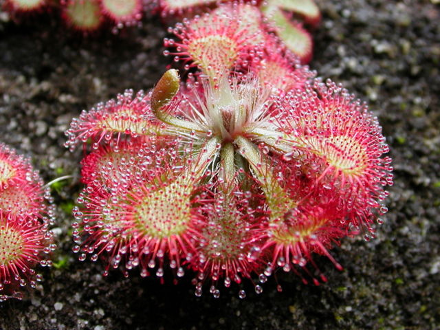 Image:Drosera spatulata KansaiHabit.jpg