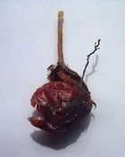 A tuber of D. zonaria, a tuberous sundew, beginning its winter growth