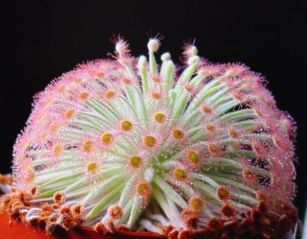 Image:Drosera derbyensis ne1.JPG