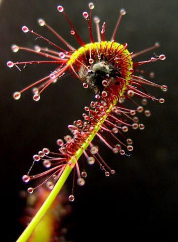 Image:Drosera capensis bend.JPG