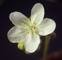 Flower of D. kenneallyi