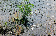 Drosera filiormis filiformis in a peat bog in New Jersey.