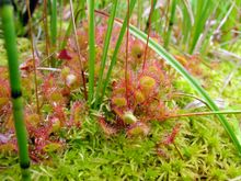 Round-leaf sundew (D. rotundifolia) growing in sphagnum moss along with sedges and Equisetum in Mt. Hood National Forest, Oregon