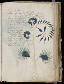 Possibly the oldest illustration of a sundew from the mysterious Voynich manuscript