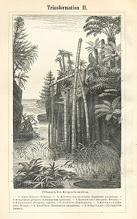 Triassic flora as depicted in Meyers Konversations-Lexikon (1885-90)