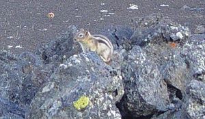 Golden-mantled Ground Squirrel at Devil's Orchard