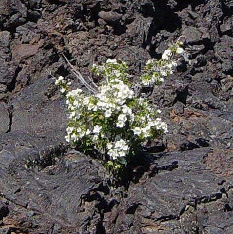 Image:Syringa in North Crater lava flow crack2.jpeg