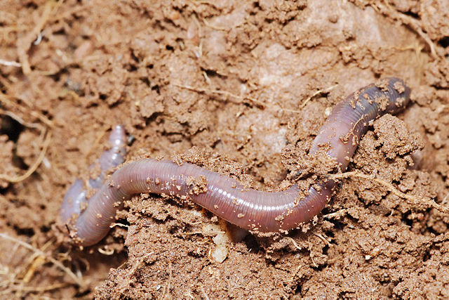 Image:Earthworm.jpg