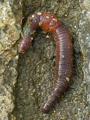 Image:Miñoca.earthworm.jpg