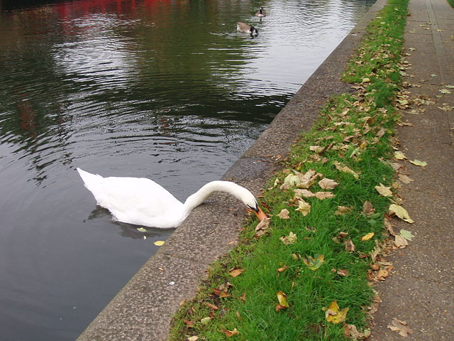 Image:Swan eating grass.jpg