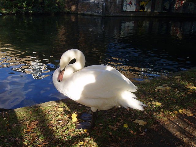 Image:Swan grooming plumage.jpg