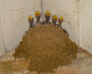 Hungry Barn Swallow chicks in nest