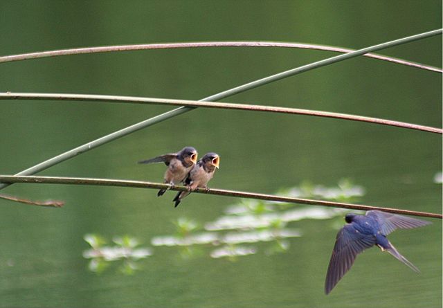 Image:Chicks swallow.jpg