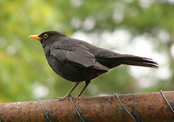 An adult male, nominate race