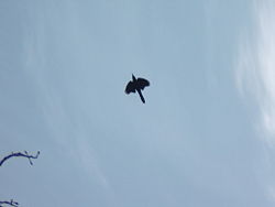 Flying Crow showing wing-span.