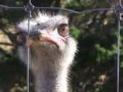 Farmed ostrich