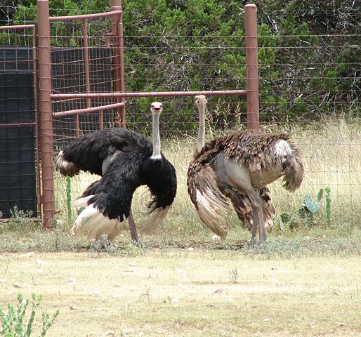 Image:FlappingOstriches.jpg