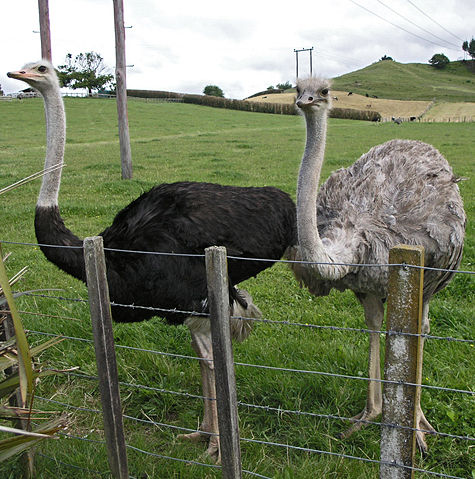 Image:MaleAndFemaleOstrichNewZealand 2004 SeanMcClean.jpg