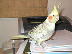 Cockatiel specimen combining the Opaline (cka Pearled) & ADMpied (cka recessive pied) mutations