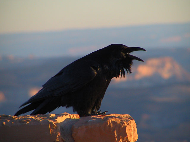 Image:Corvus corax (NPS).jpg