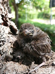 Italian Sparrow chick