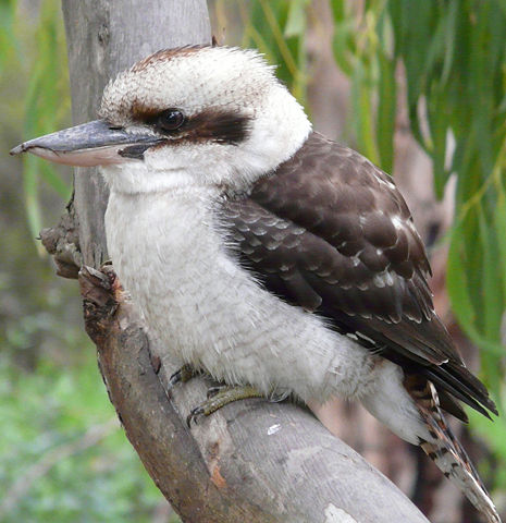 Image:Kookaburra melb.jpg