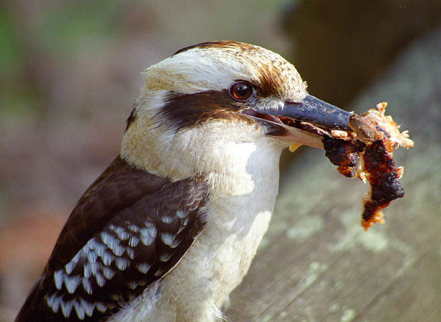 Image:Kookaburrawithfood.jpg