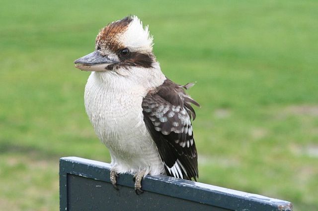 Image:KookaburraKC.JPG