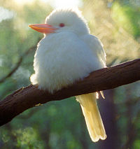 An albino kookaburra