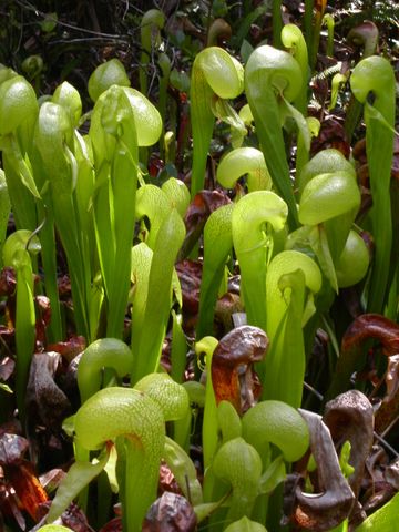 Image:Darlingtonia californica.jpg