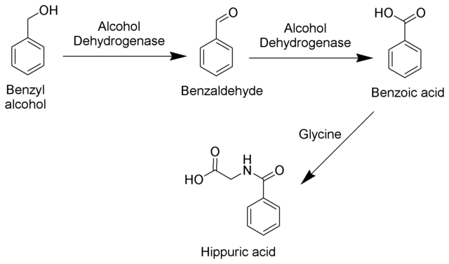 Image:Benzyl Alcohol Metabolism Scheme.png
