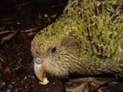 The "whiskers" around the beak