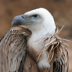 Griffon vulture, Gyps fulvus