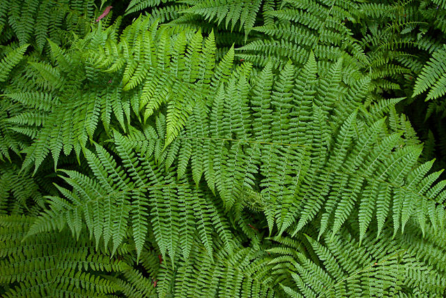 Image:Sa-fern.jpg