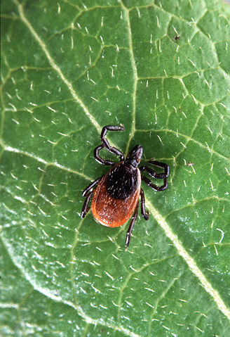 Image:Adult deer tick.jpg