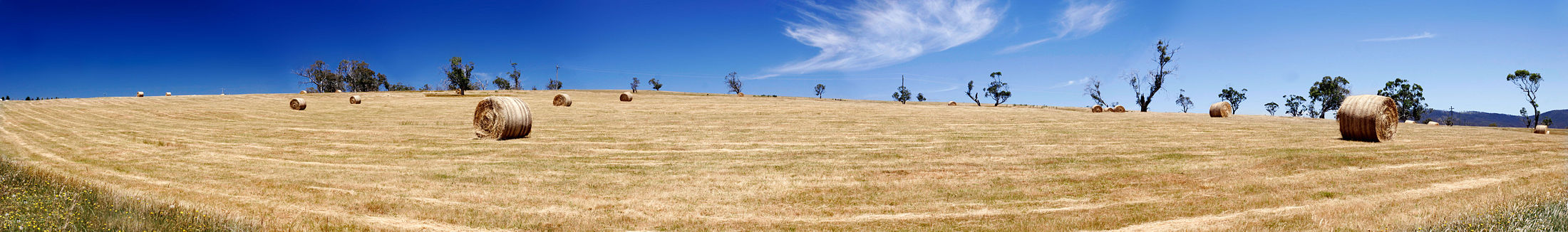 Field of straw bales, "curves" in field made by baler