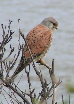 Adult male Common Kestrel