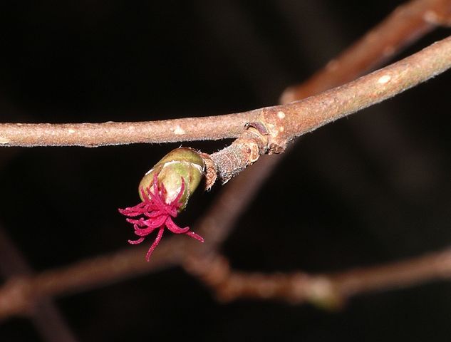 Image:Hazel Flower Female.jpg