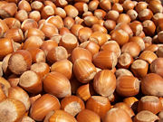 Hazelnuts from the Common Hazel, used to make Hazelnut oil.