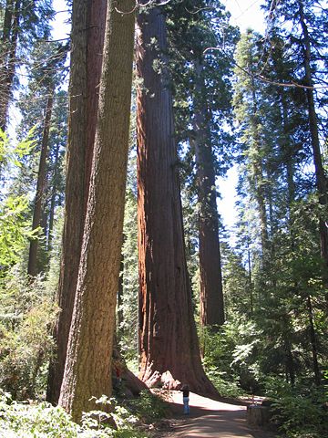 Image:CalaverasBigTrees2.jpg