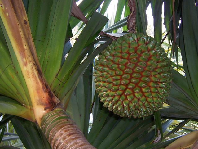 Image:Pandanus utilis fruit.JPG