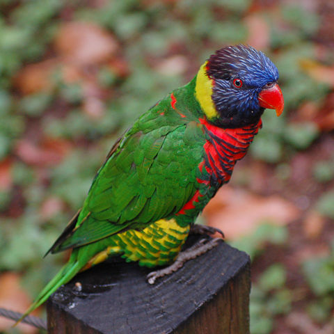 Image:Rainbow Lorikeet Trichoglossus haematodus Perched 1900px.jpg