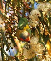 This Musk Lorikeet is feeding on nectar.