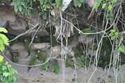 Macaws and parrots at a clay lick in Ecuador. Consuming clay neutralises toxins in the diet.