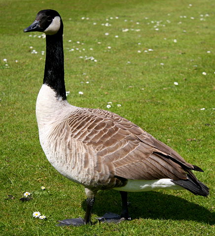 Image:Canada goose.jpg