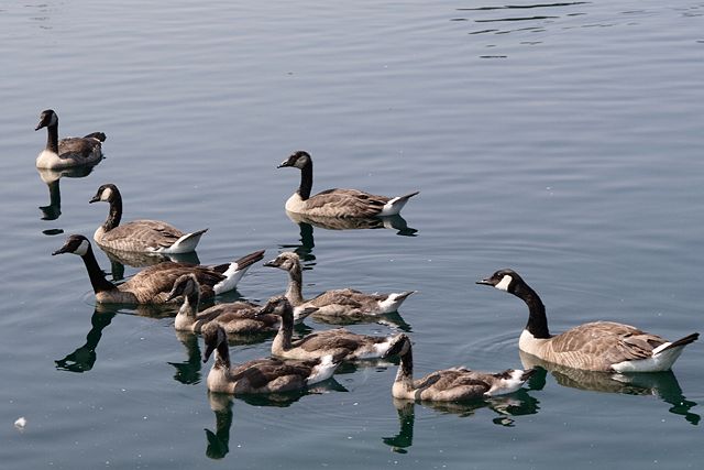 Image:Canada Goose Creche.JPG