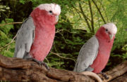 Pair of Galahs